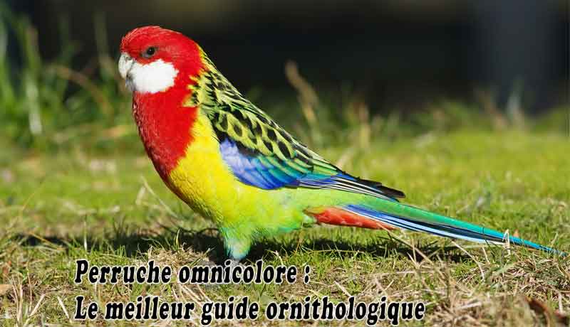 Perruche omnicolore – Le meilleur guide ornithologique