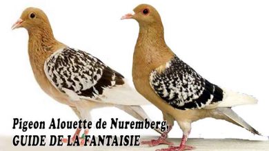 Pigeon Alouette de Nuremberg, GUIDE DE LA FANTAISIE