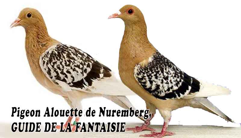 Pigeon Alouette de Nuremberg, GUIDE DE LA FANTAISIE