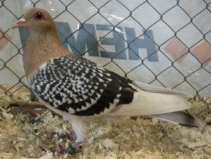 https://xopark.com/oiseaux/pigeons-de-couleurs-alouette-de-nuremberg/