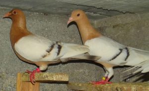 https://xopark.com/oiseaux/pigeons-de-couleurs-alouette-de-nuremberg/