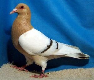 https://xopark.com/oiseaux/pigeons-de-couleurs-alouette-de-nuremberg/