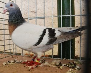 https://xopark.com/oiseaux/pigeons-de-couleurs-alouette-de-nuremberg/