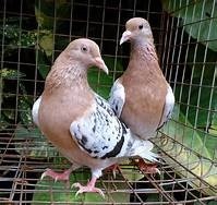 https://xopark.com/oiseaux/pigeons-de-couleurs-alouette-de-nuremberg/