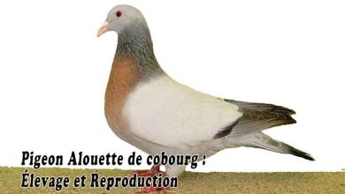 Pigeon Alouette de cobourg - Élevage et Reproduction