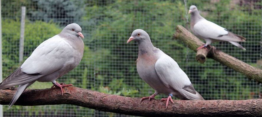 Pigeon Alouette de cobourg - Élevage et Reproduction