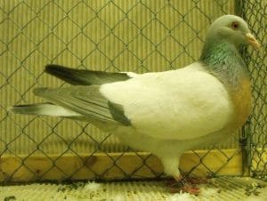 Pigeon Alouette de cobourg - Élevage et Reproduction