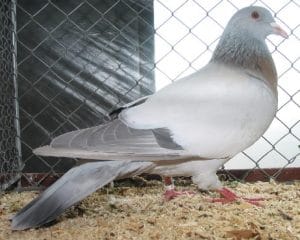 Pigeon Alouette de cobourg - Élevage et Reproduction