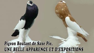 Pigeon Boulant de Saxe Pie, UNE BELLE APPARENCE ET D'EXPOSITIONS