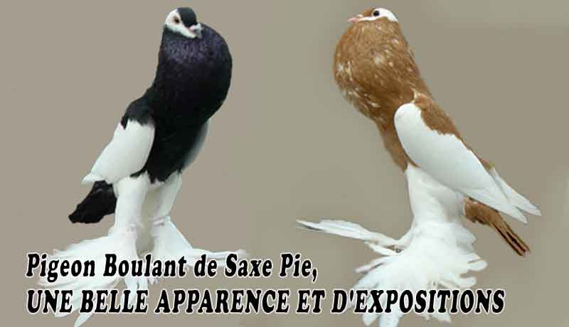 Pigeon Boulant de Saxe Pie, UNE BELLE APPARENCE ET D'EXPOSITIONS