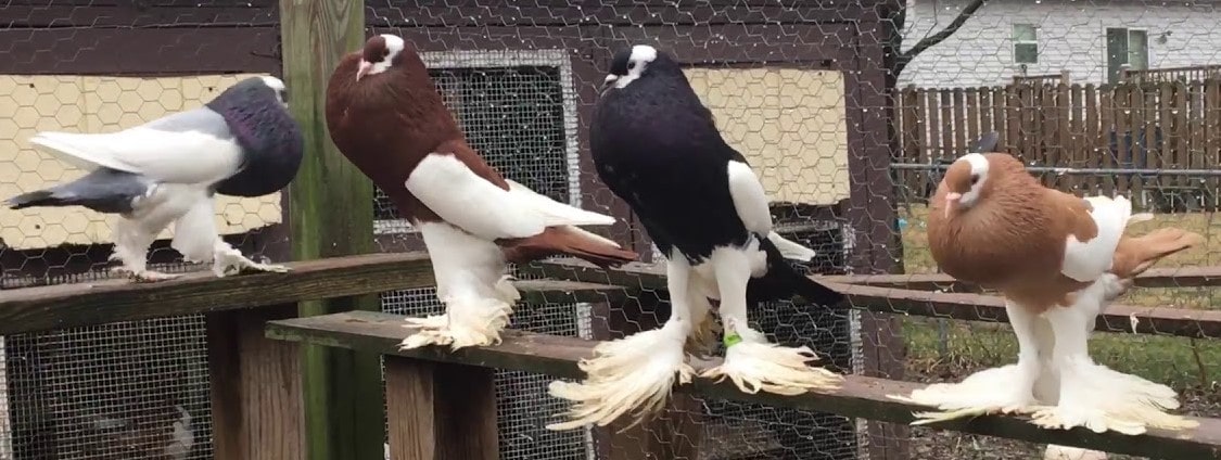 Pigeon Boulant de Saxe Pie, UNE BELLE APPARENCE ET D'EXPOSITIONS