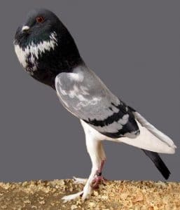 Pigeon Boulant de Saxe Pie, UNE BELLE APPARENCE ET D'EXPOSITIONS