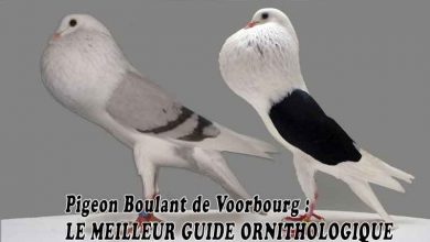 Pigeon Boulant de Voorbourg - LE MEILLEUR GUIDE ORNITHOLOGIQUE