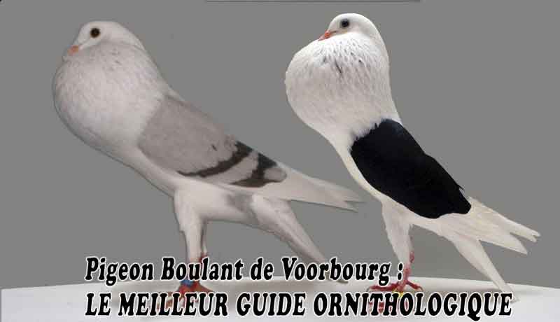 Pigeon Boulant de Voorbourg - LE MEILLEUR GUIDE ORNITHOLOGIQUE