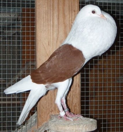 Pigeon Boulant de Voorbourg - LE MEILLEUR GUIDE ORNITHOLOGIQUE