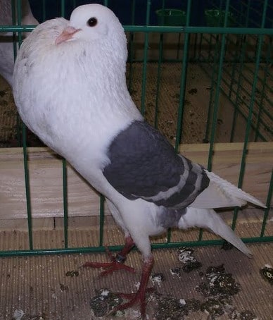 Pigeon Boulant de Voorbourg - LE MEILLEUR GUIDE ORNITHOLOGIQUE