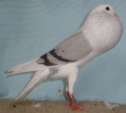 Pigeon Boulant de Voorbourg - LE MEILLEUR GUIDE ORNITHOLOGIQUE