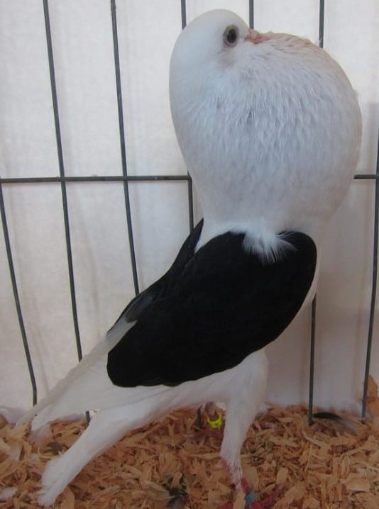 Pigeon Boulant de Voorbourg - LE MEILLEUR GUIDE ORNITHOLOGIQUE