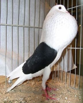 Pigeon Boulant de Voorbourg - LE MEILLEUR GUIDE ORNITHOLOGIQUE