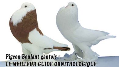 Pigeon Boulant gantois - LE MEILLEUR GUIDE ORNITHOLOGIQUE