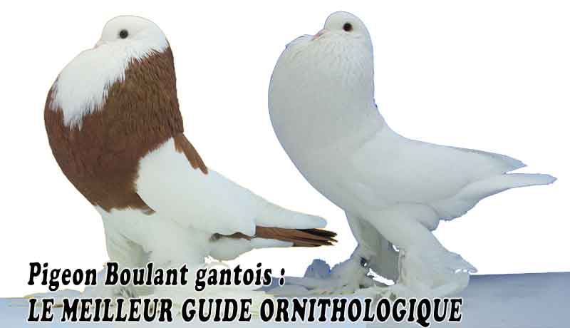 Pigeon Boulant gantois - LE MEILLEUR GUIDE ORNITHOLOGIQUE