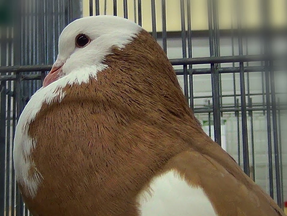 Pigeon Boulant gantois - LE MEILLEUR GUIDE ORNITHOLOGIQUE