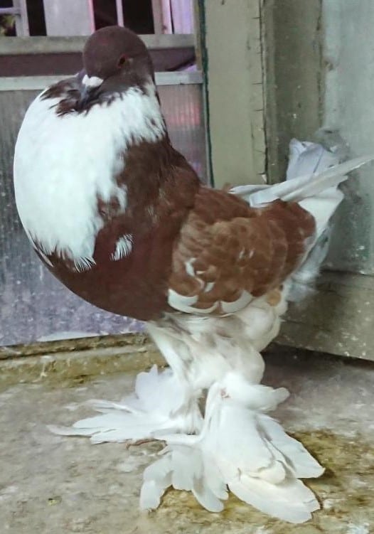 Pigeon Boulant gantois - LE MEILLEUR GUIDE ORNITHOLOGIQUE