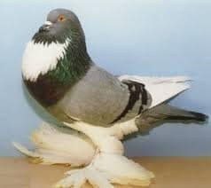 Pigeon Boulant gantois - LE MEILLEUR GUIDE ORNITHOLOGIQUE