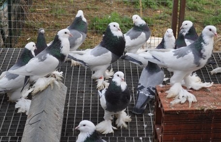 Pigeon Boulant gantois - LE MEILLEUR GUIDE ORNITHOLOGIQUE