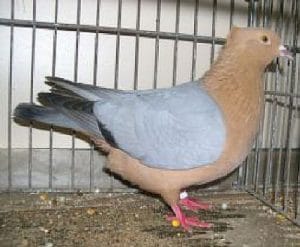 Pigeon Bouvreuil Archangel - Une des meilleures races de pigeon fantaisie