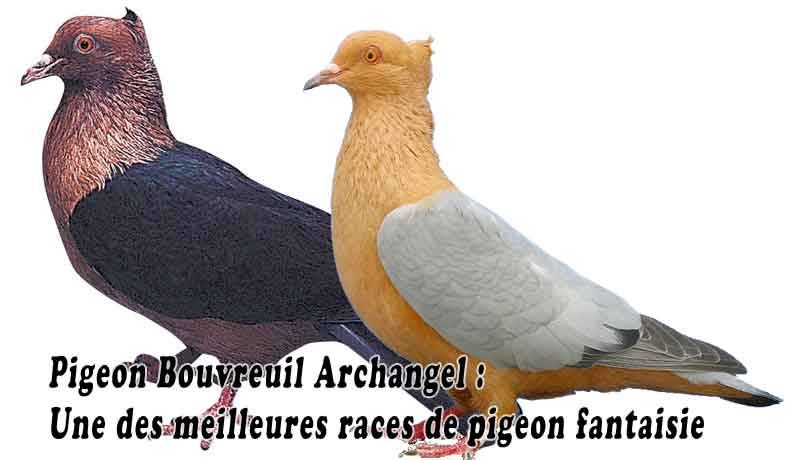 https://xopark.com/oiseaux/pigeon-de-couleur-bouvreuil-archangel/