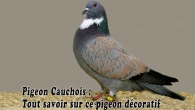 Pigeon Cauchois - Tout savoir sur ce pigeon décoratif