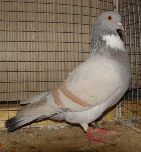 Pigeon Cauchois - Tout savoir sur ce pigeon décoratif