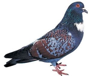 Pigeon Cauchois - Tout savoir sur ce pigeon décoratif