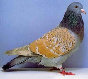 Pigeon Cauchois - Tout savoir sur ce pigeon décoratif