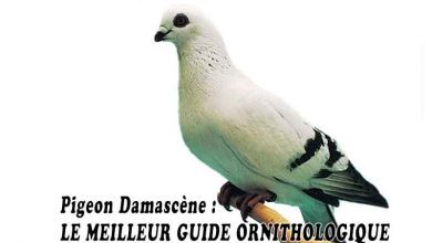 Pigeon Damascène - LE MEILLEUR GUIDE ORNITHOLOGIQUE