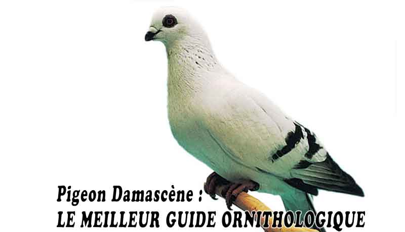 Pigeon Damascène - LE MEILLEUR GUIDE ORNITHOLOGIQUE