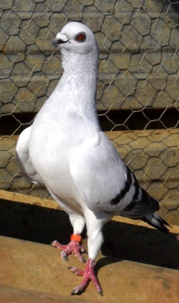 Pigeon Damascène - LE MEILLEUR GUIDE ORNITHOLOGIQUE