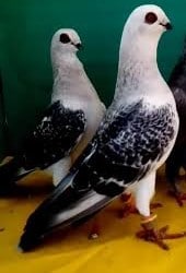 Pigeon Damascène - LE MEILLEUR GUIDE ORNITHOLOGIQUE