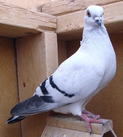 Pigeon Damascène - LE MEILLEUR GUIDE ORNITHOLOGIQUE
