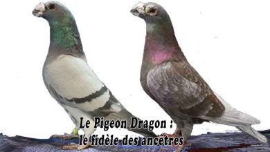 Pigeon Dragon - le fidèle des ancêtres