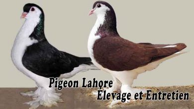 Pigeon Lahore - Tout savoir sur l'élevage et entretien