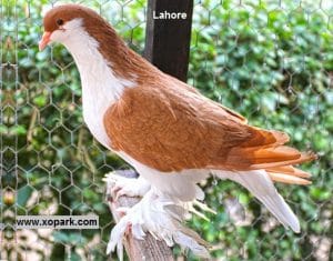 Pigeon Lahore - Tout savoir sur l'élevage et entretien