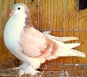 Pigeon Lahore - Tout savoir sur l'élevage et entretien