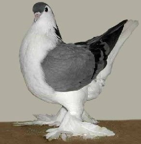 Pigeon Lahore - Tout savoir sur l'élevage et entretien