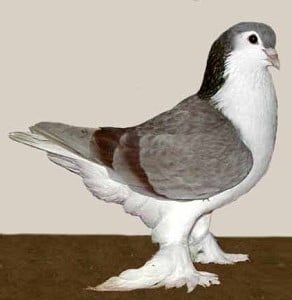 Pigeon Lahore - Tout savoir sur l'élevage et entretien