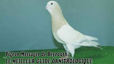 Pigeon Messager de Beyrouth - LE MEILLEUR GUIDE ORNITHOLOGIQUE