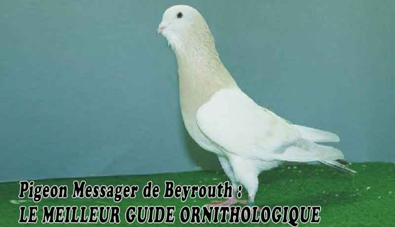 Pigeon Messager de Beyrouth - LE MEILLEUR GUIDE ORNITHOLOGIQUE