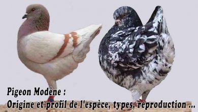 Pigeon Modène - Origine et profil de l'espèce, types, reproduction ...
