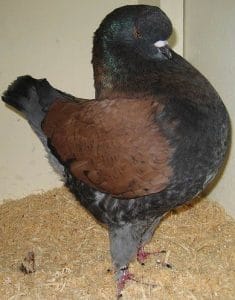 Pigeon Modène - Origine et profil de l'espèce-types-reproduction